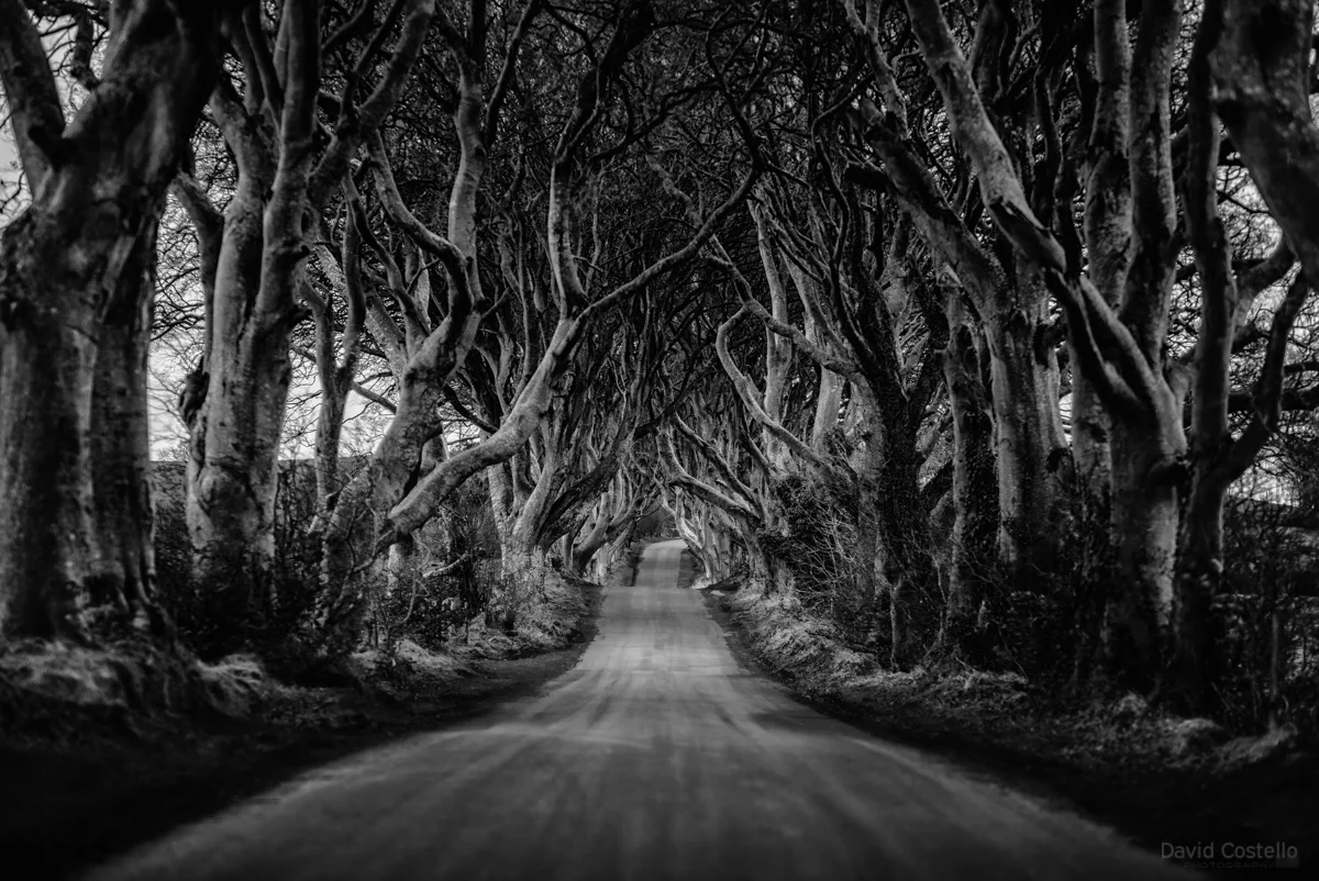 The Kings Road at dawn is awe-inspiring, the beech trees were planted to create an imposing approach to Gracehill House.