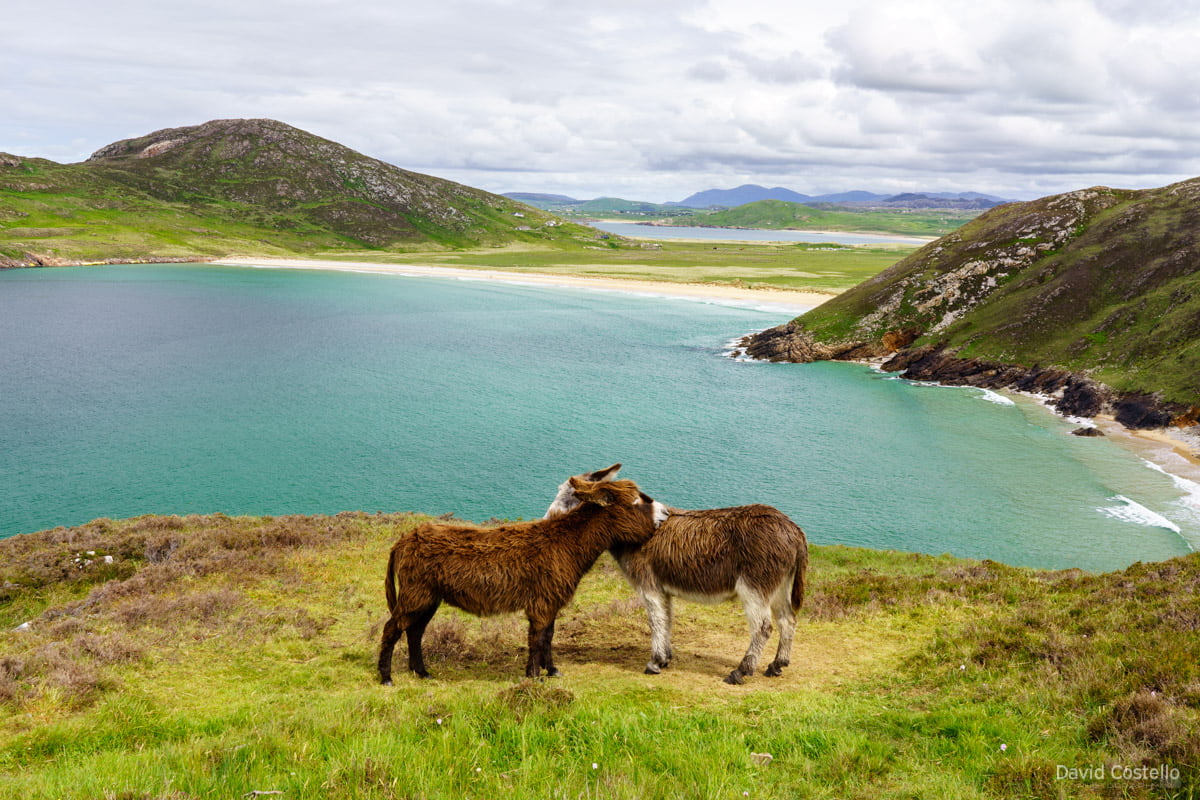 Two donkeys hugging in the Donegal landscape overlooking the sea.
