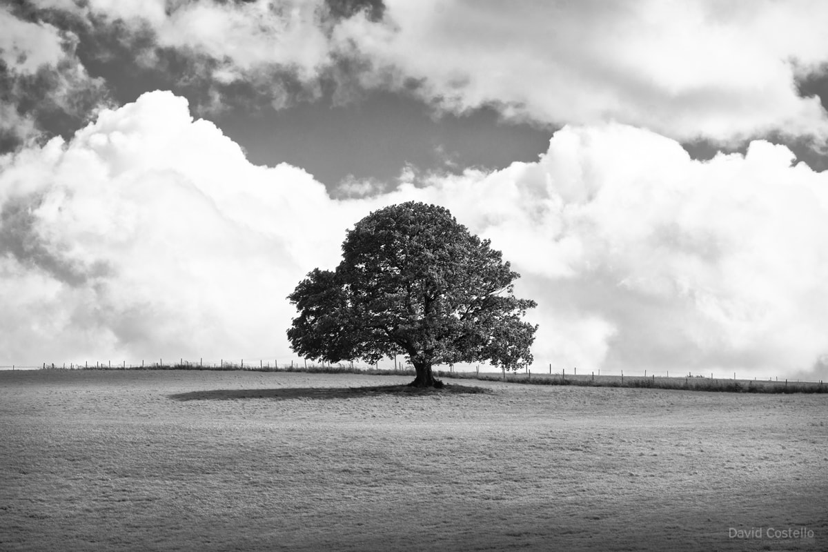 A lone oak tree stands on a hill in Wilcklow, casting a sun shadow as the clouds pass over on the horizon in black and white.