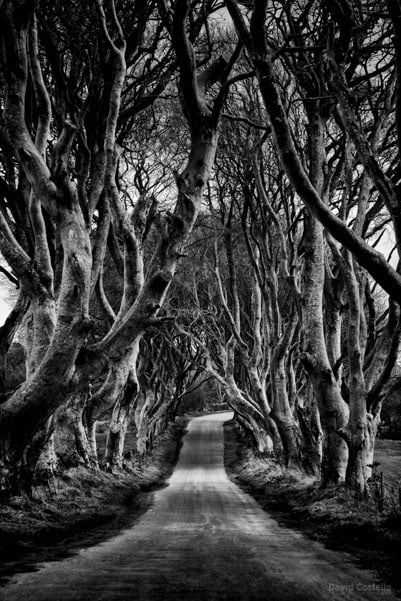 The Dark Hedges in black and white on New Years Eve.